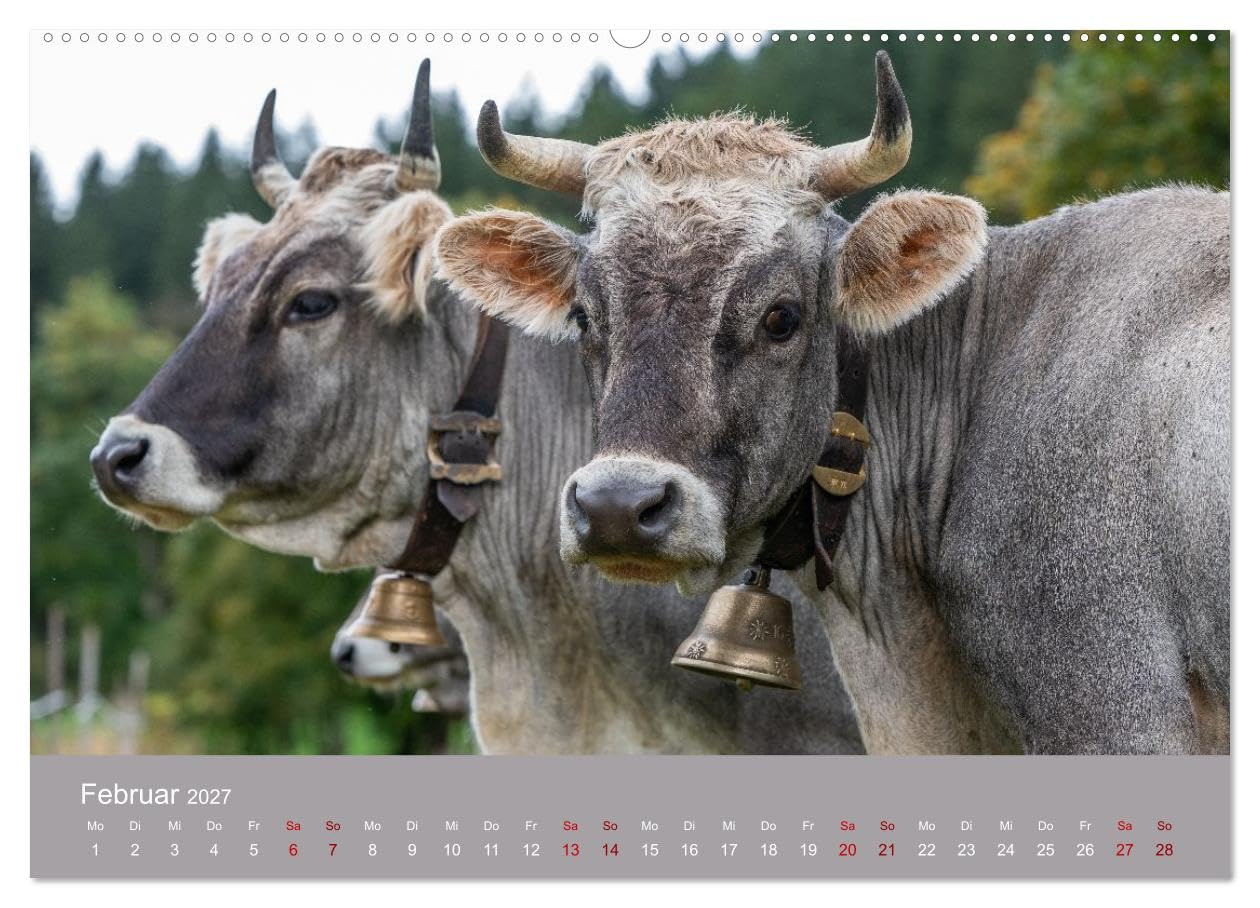 Allgäuer Rindvieh 2027 (hochwertiger Wandkalender 2027 DIN A2 quer), Kunstdruck in Hochglanz: Ein Kalender für alle Allgäu- und Kuhliebhaber. (CALVENDO Tiere)
