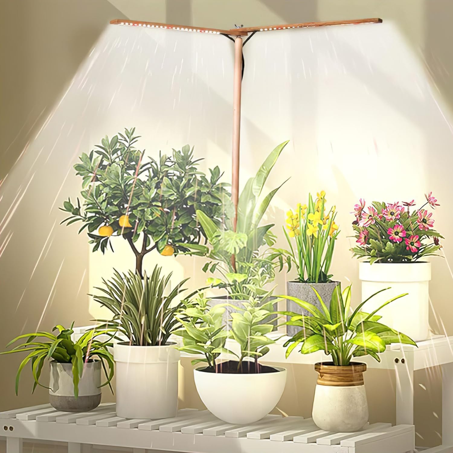 Amazon.com : bodkar Wooden Grow Lights for Indoor Plants Full Spectrum,  Slim Indoor Plant Growing Light with 6000K White Red LEDs 2-Head (Without  Timer/Dimming) : Patio, Lawn & Garden