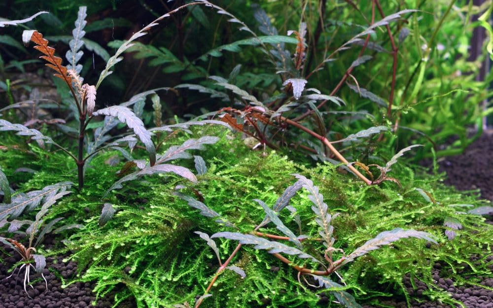 Planta De Acuario Hygrophila Pinnatifida - Planta De Tallo Enraizada, 15-30 Cm | Decoración Acuática Fácil De Cuidar