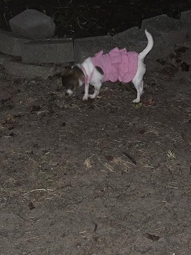 Cat Dresses for Cats, Pink Dog Dress for Small Dogs with Ruffles Bowknot Decor, Cute Summer Girl Clothes, Sleeveless Tiered Layer Cake Dress, Chihuahua Yorkie Outfit (Pink, M) : Amazon.de: Pet Supplies Cat Dresses for Cats, Pink Dog Dress for Small Dogs with Ruffles Bowknot Decor, Cute Summer Girl Clothes, Sleeveless Tiered Layer Cake Dress, Chihuahua Yorkie Outfit (Pink, M) : Amazon.de: Pet Supplies
