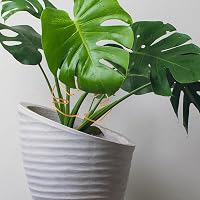 Gosknor 5 darabos Monstera növénytámasz szett, növénytartó karok beltéri növényekhez 4