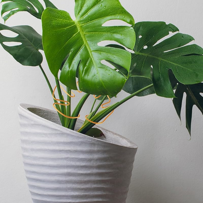 Gosknor 5 darabos Monstera növénytámasz szett, növénytartó karok beltéri növényekhez
