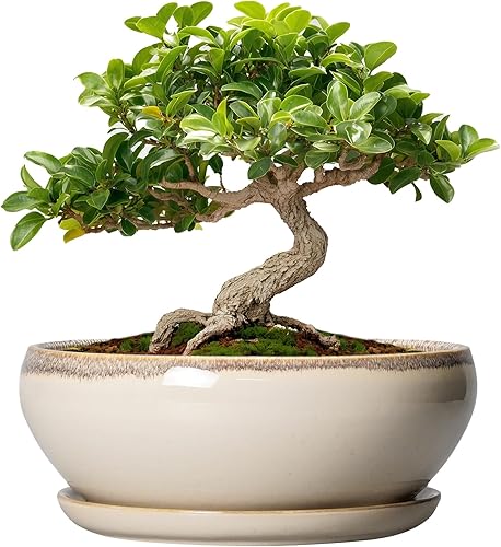 SQOWL Macetas pequeñas para bonsái, macetas de cerámica de 6 pulgadas para suculentas, maceta poco profunda con orificio de drenaje y platillo,