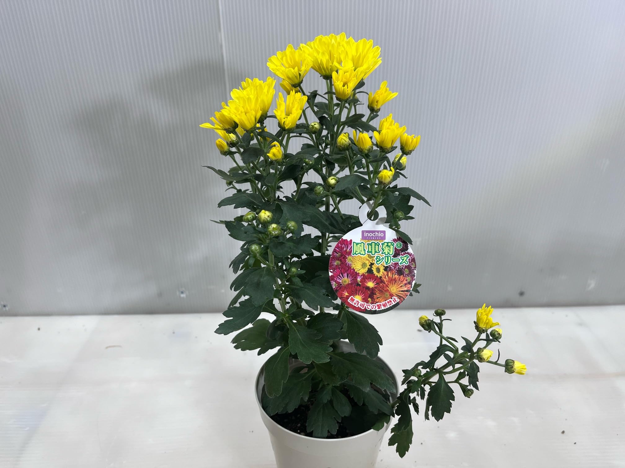 Amazon.co.jp: 風車菊 フウシャキク ポットマム 12cmプラ鉢 高さ0.3