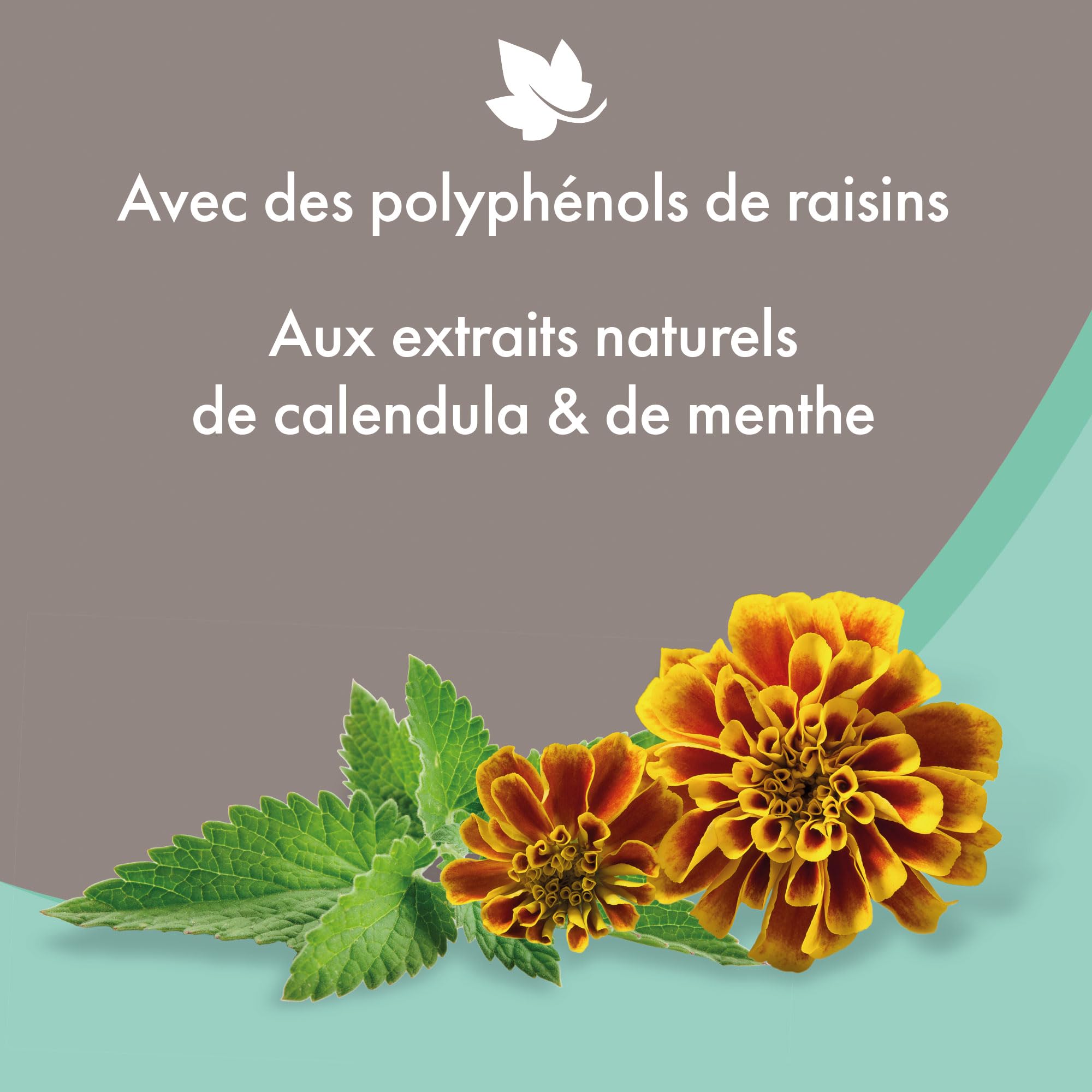 BEAPHAR – Shampoing Anti-démangeaisons pour chien – Extraits naturels de Calendula, de Menthe et du polyphénol de raisin – Apaise les démangeaisons et irritations – pH neutre et sans parben – 250ml