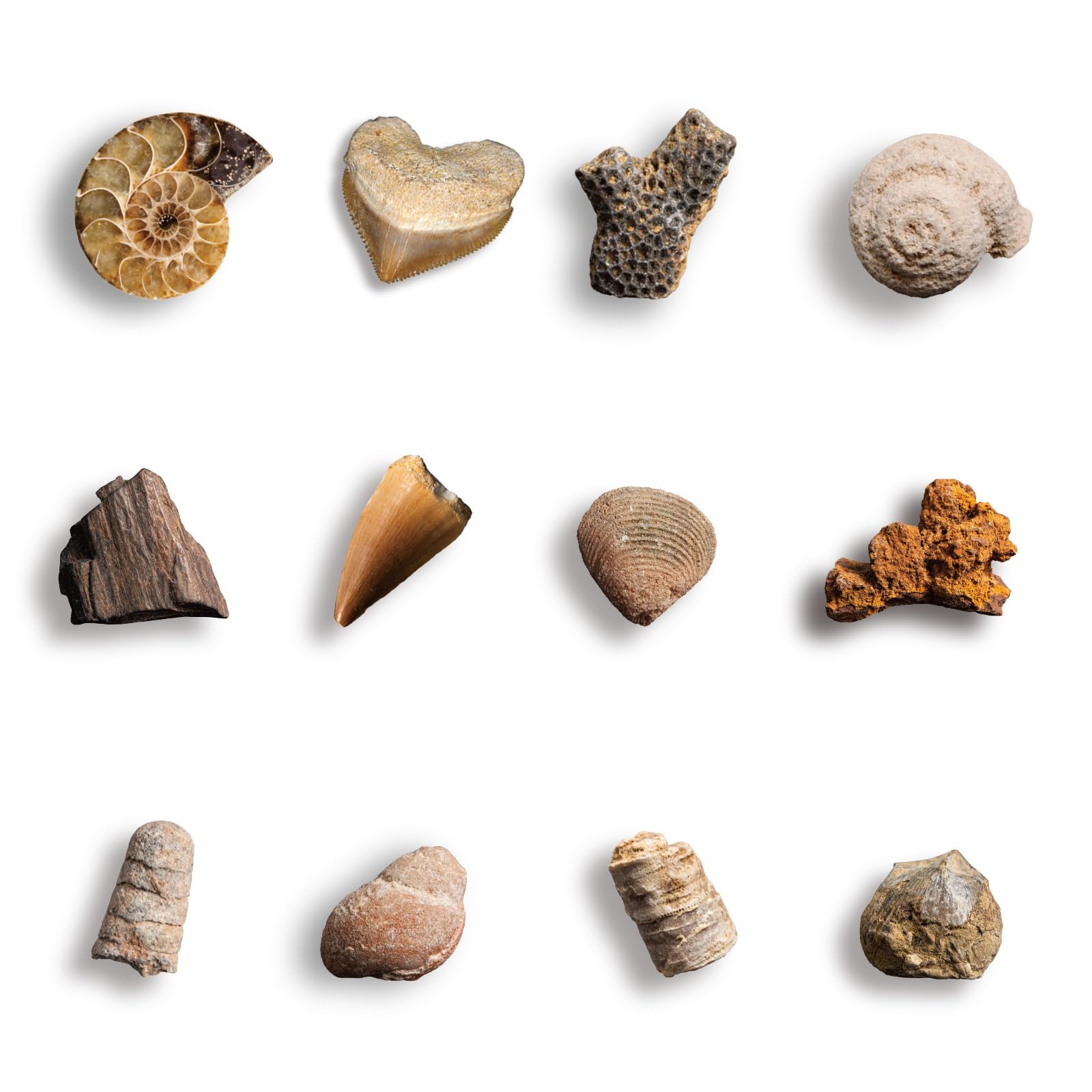 Byncceh Kit Scavo Fossili Bambini con 12 Fossili Veri – Gioco Scientifico STEM Educativo con Martello & Scalpello – Set Paleontologia Bambini 6-12 Anni – Regalo Didattico Senza Schermo
