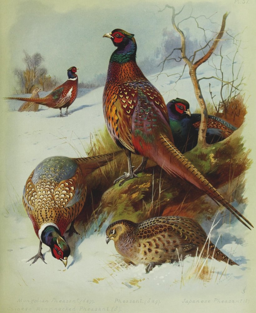 希少 Evolution - T Bird　ポスター　 旧車　約610x910 Amazon.com: British Birds 1915 Pheasants Poster Print by Archibald