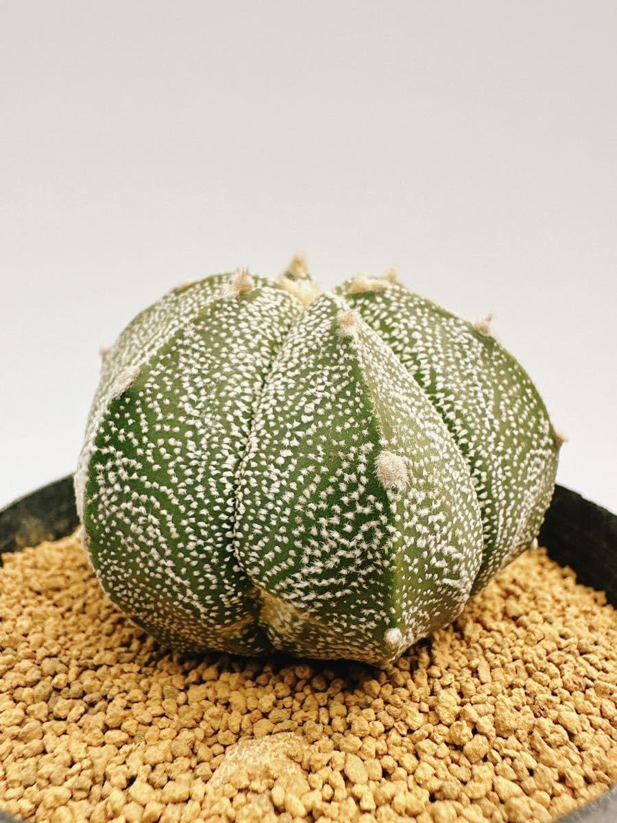 Amazon.co.jp: Astrophytum myriostigma アストロフィツム 白ランポー