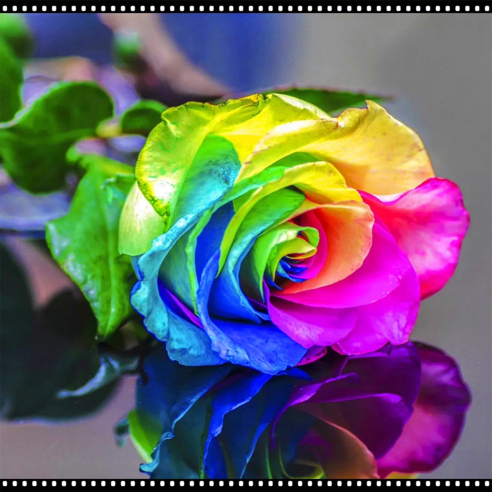 Farbenfrohe Rosen Rhizom/In GroßPackungen/Rosen/Fachgerecht Gepflanzt/GartenverschöNerung-4 rhizome-I
