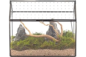 NCYP Glass Terrarium for Garden Snails