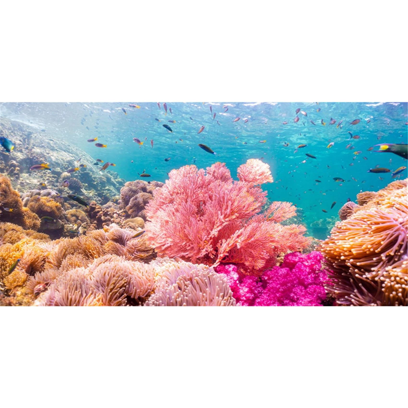MIRRORANG 61x41cm Aquarium Background Underwater World Aquatic Colorful Coral Tropical Fish Tank Background Bearded Dragon Vivarium Background Vinyl — image 1