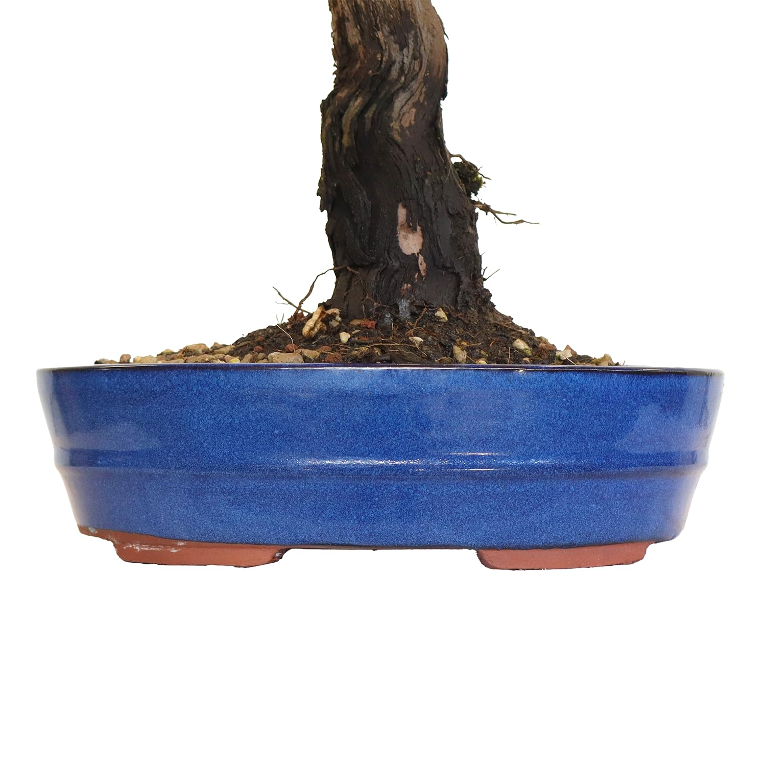 KENTIS - Bonsaï Vigne - Vitis Vinifera - Plantes Ornementales d'Extérieur Véritables - Jardin Balcon Terrasse - H 40/50 cm Pot 26 cm
