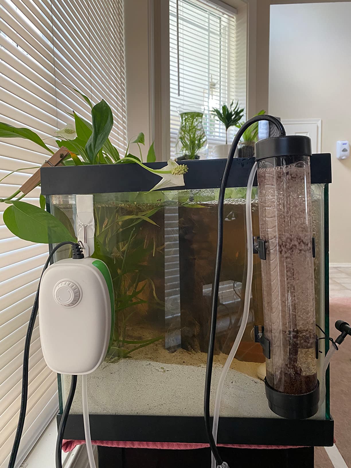 6/mo Finance Brine Shrimp Hatchery Kits brine Shrimp Eggs Incubator