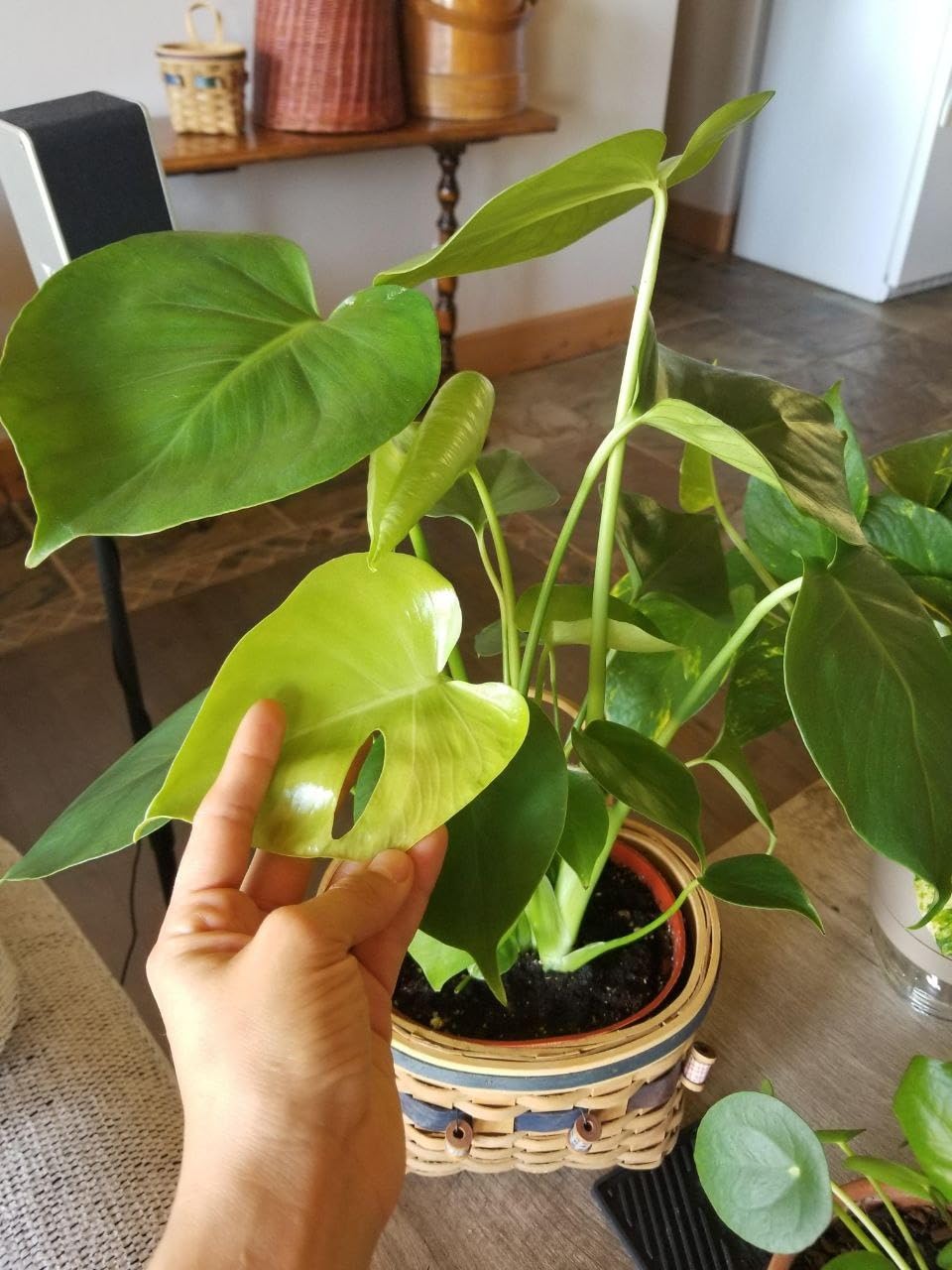 Monstera Deliciosa Live Plant for Indian Climate 1 healthy plant :  Amazon.in: Garden & Outdoors