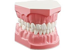 Dental Model Brushing Flossing Standard Size Typodonts Mode Visible Anatomic Demo Dental...
