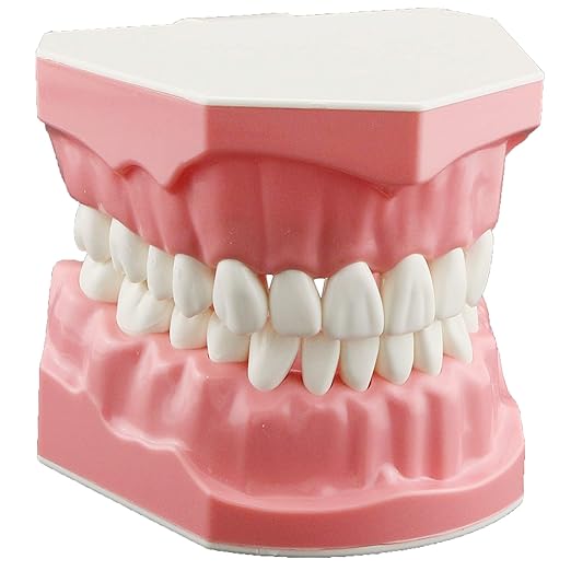 Dental Model Brushing Flossing Practice Teeth Typodonts Mode Gingiva Visible Anatomic Demonstration Teaching Studying Standard Size