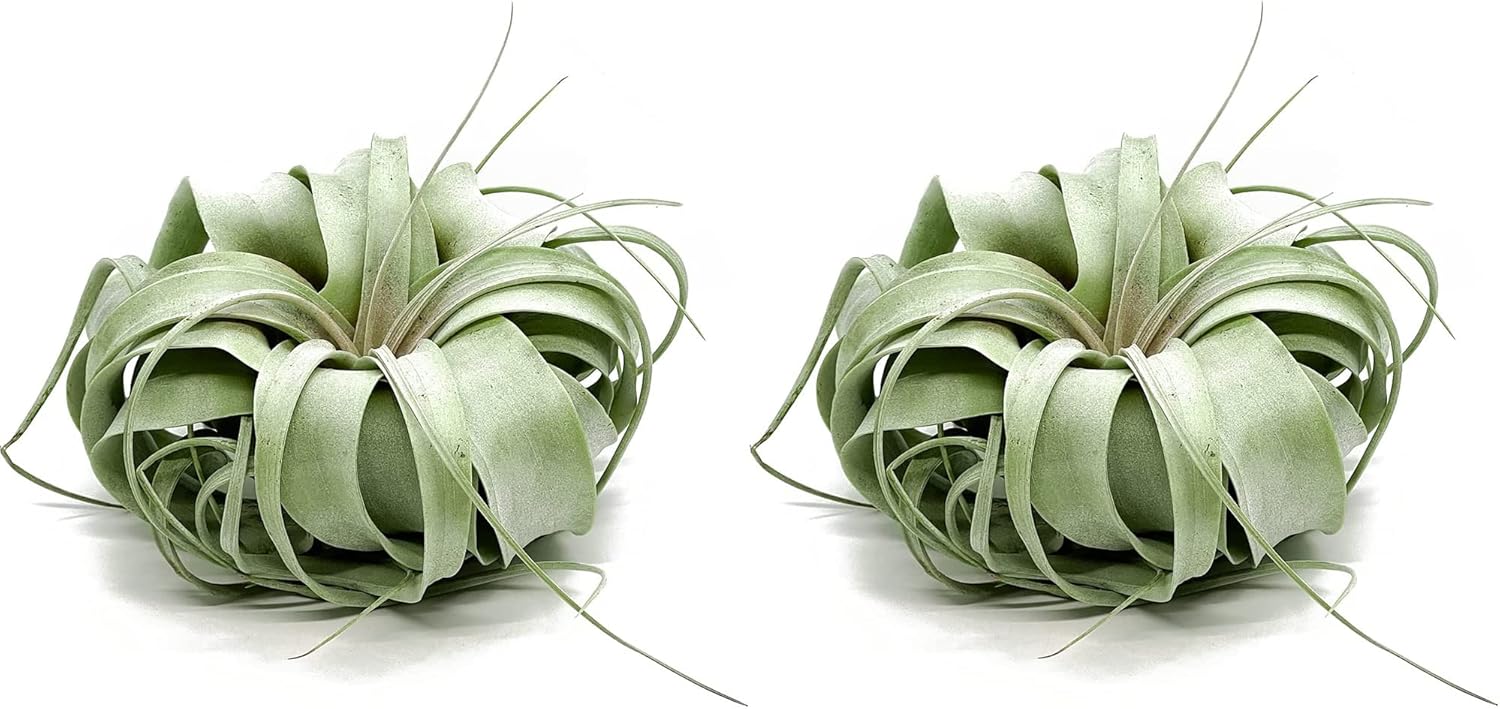 ragnaroc Live Air Plant - Tillandsia Xerographica, Jumbo 6-9” - 2 ct - Ideal for Gifts & Presents, Live Indoor Plants & Live House-Plants – Live Plants for Home décor