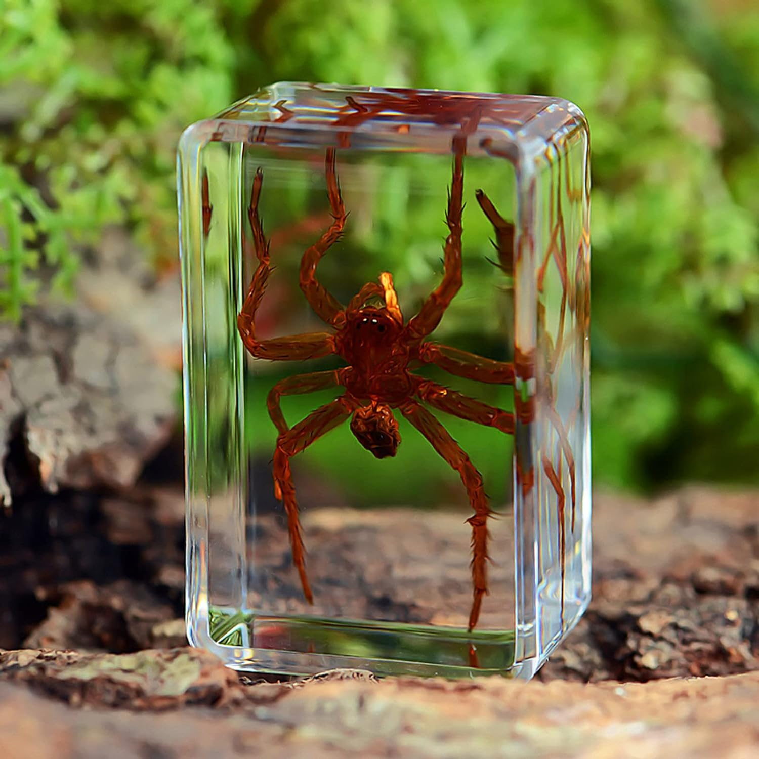 12 pièces d'insectes en résine,Véritables spécimens d'insectes Transparents en résine,Insectes pour Enfants pour l'école Maternelle, la Science Avec loupe et carte d'instructions sur les insectes
