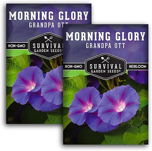Survival Garden Seeds - Grandpa OTT - Semilla de gloria matutina para plantar - 2 paquetes con instrucciones para plantar y cultivar Ipomoea