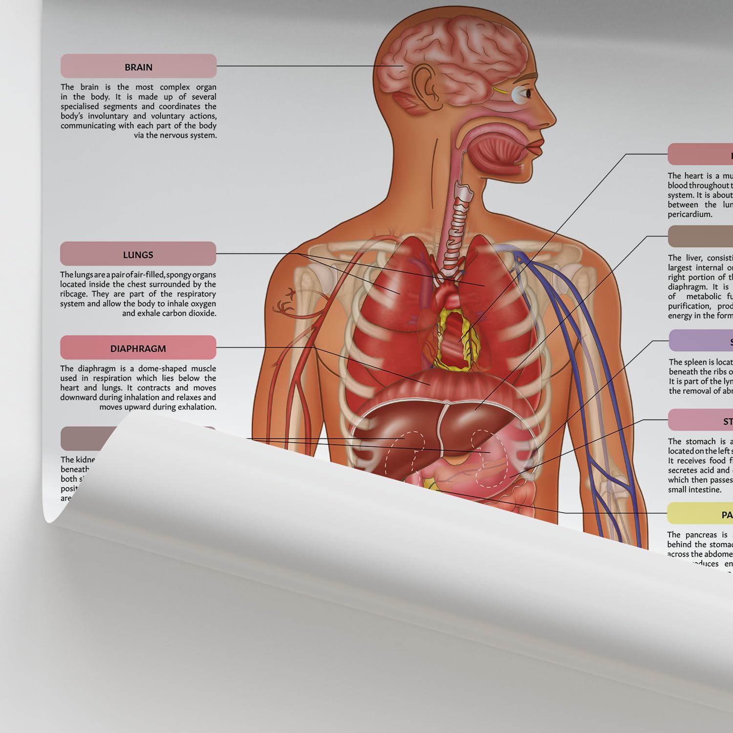 ORGANS ANATOMY DIAGRAM visual data 2