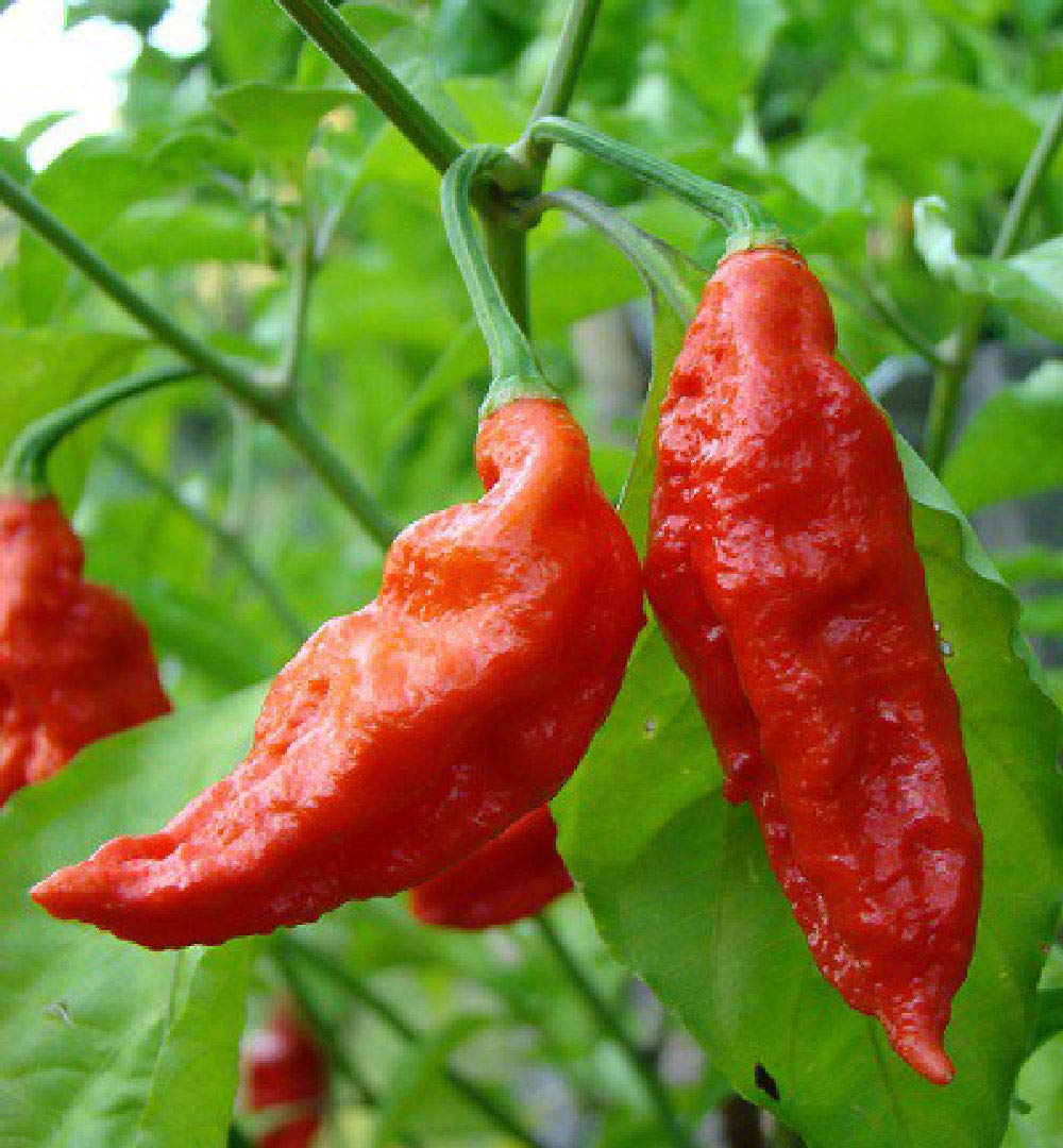 VibeX Heirloom Bhut Jolokia Red Hot Chilli Pepper Seeds-300 Seeds (B0B9Y2DNLN) Amazon Price History, Amazon Price Tracker