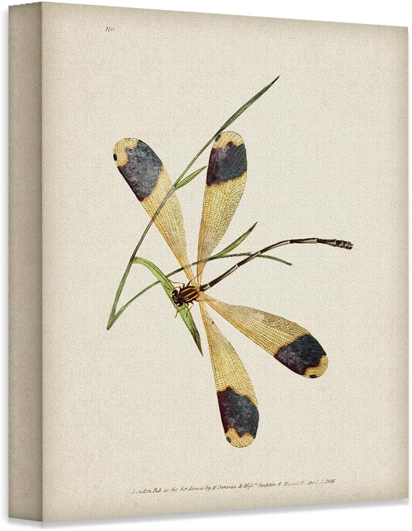 1825 Dragonfly Illustration 16x20 Stretched Canvas Poster – Ready to Hang Vintage Entomology Insect Wall Art, Scientific Natural History Print for Study, Office, Library, Classroom, or Home Décor