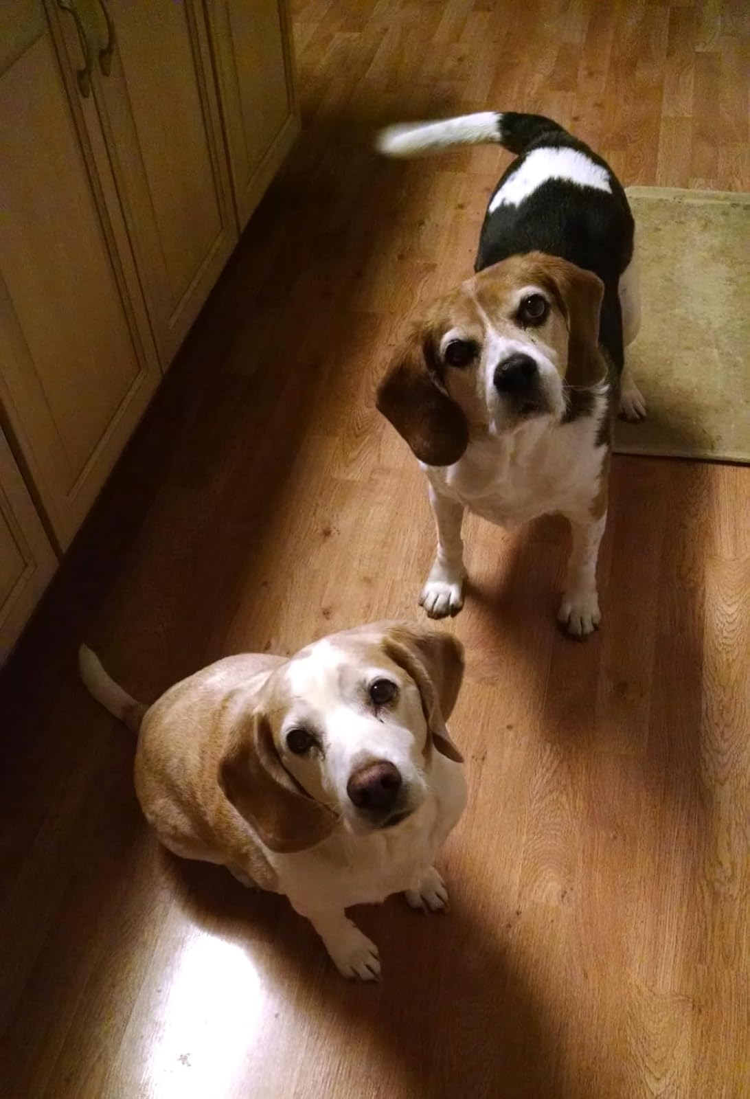 Toxicity risk, Vet said DO NOT USE PEPPERMINT or CLOVE OIL on dogs