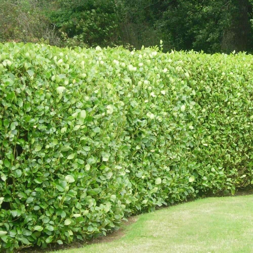 5 Griselinia Littoralis Hedging Evergreen Plants Fast Growing Shrubs 40-60cm Potted Sunnyside Nurseries