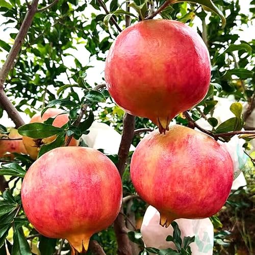 Pomegranate Live Tree Plant Seedling,14-17inch Height, Very Large Orange Red Fruit with Red Arils and Sweet Tart Juice Great for Home and Garden Yards Planting