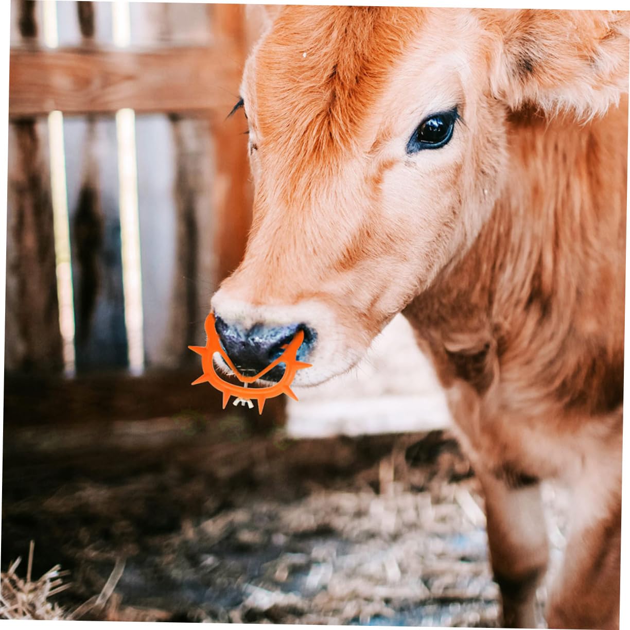 BESPORTBLE 40pezzi Clip Per Nasino Di Vitello Attrezzatura Per Svezzamento Bovina Strumento Pratico Per Allevatori e Veterinari Materiale Resistente e Facile Da Usare