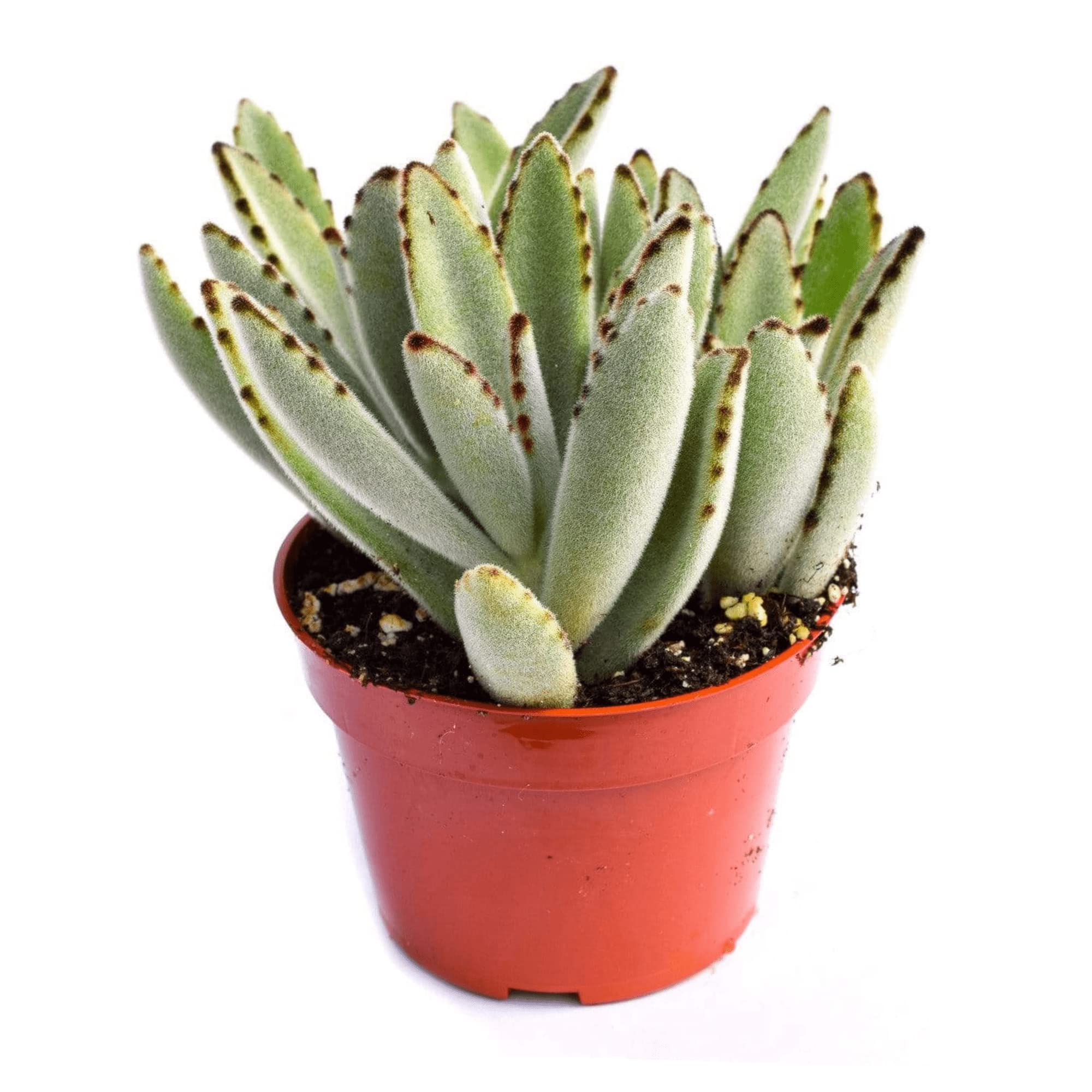 Amazon.com : Live Panda Plant Succulent  Kalanchoe Tomentosa Succulent -  Fully Rooted 4-Inch Panda Plant Succulent : Patio, Lawn & Garden