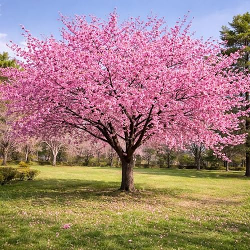 Okame Cherry Tree Live Plant, 6-12 Inch Tall Starter Plant,