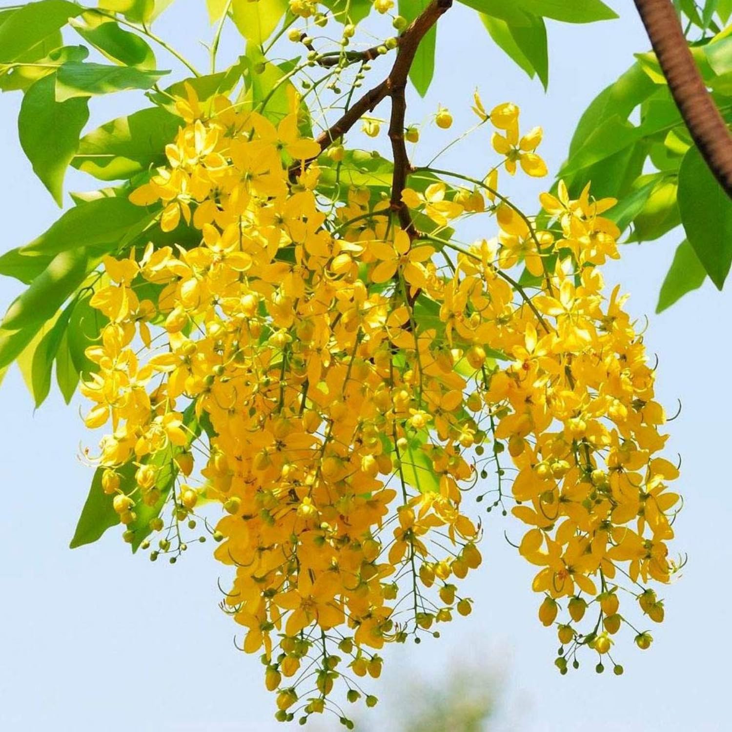 Hug A Plant | Kanikonna/Golden Shower (Cassia fistula) Flowering/Ornamental Live Plant (Home & Garden) (B0C7W547T8) Amazon Price History, Amazon Price Tracker