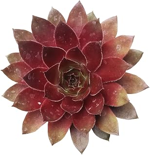 Sempervivum Red Lion 4'' + Clay Pot - Healthy Succulent Sempervivum Live Easy Care Indoor House Plant, Fully Rooted in 2/4/6 inch Sizes