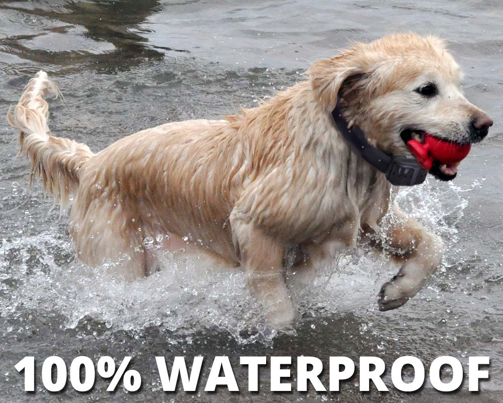 wireless dog fence and training collar combo