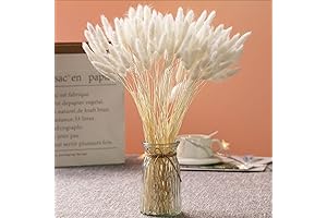 Natural Dried Bunny Tail Grass: Lagurus Ovatus for Boho Decor
