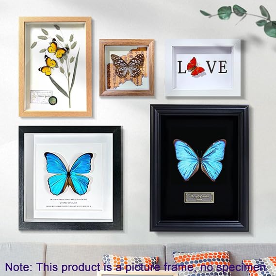 Butterfly Specimen Kit Includes pins, mounting Board, Spreading Tools, Display case, Labels, Forceps, Preserving and showcasing Butterfly specimens.Shadow Boxes (BIACK-01) (WHITE-01)