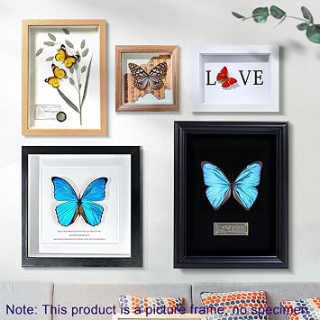 Butterfly Specimen Kit Includes pins, mounting Board, Spreading Tools, Display case, Labels, Forceps, Preserving and showcasing Butterfly specimens.Shadow Boxes (BIACK-01) (WHITE-01)