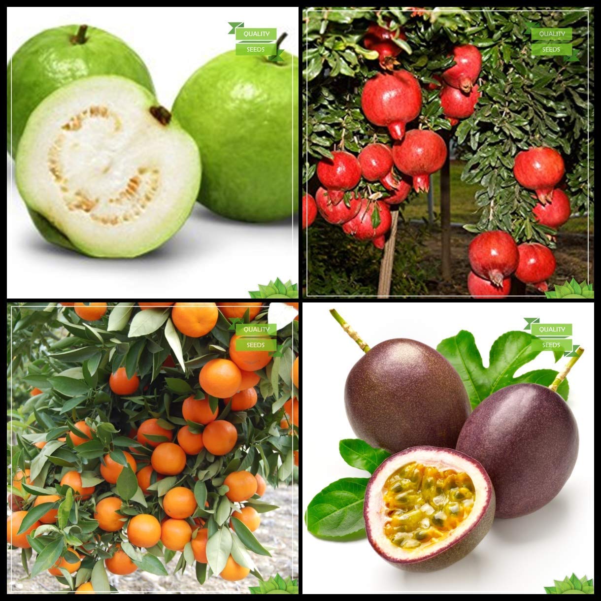 OhhSome Psidium Guava, Pomagranate Dwarf, Orange, Passion Fruit - Violet Fruit Terrace Gardening Seeds With Instruction Combo Tree Seeds (White) (B07WQP2XT8) Amazon Price History, Amazon Price Tracker