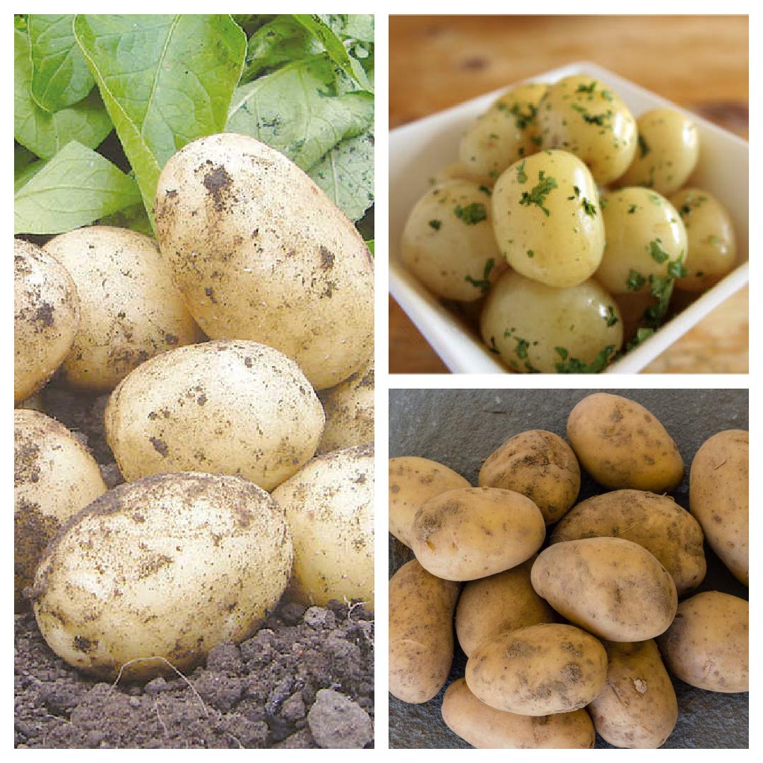 Seed Potatoes Swift - 11 Tuber Pack - High Yielding Variety of Seed Potato