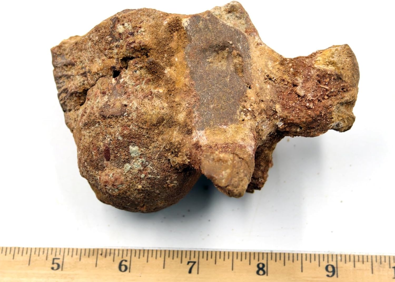 Spinosaurus Dinosaur Vertebra Fossil 100 Mil Yr. Old #18045