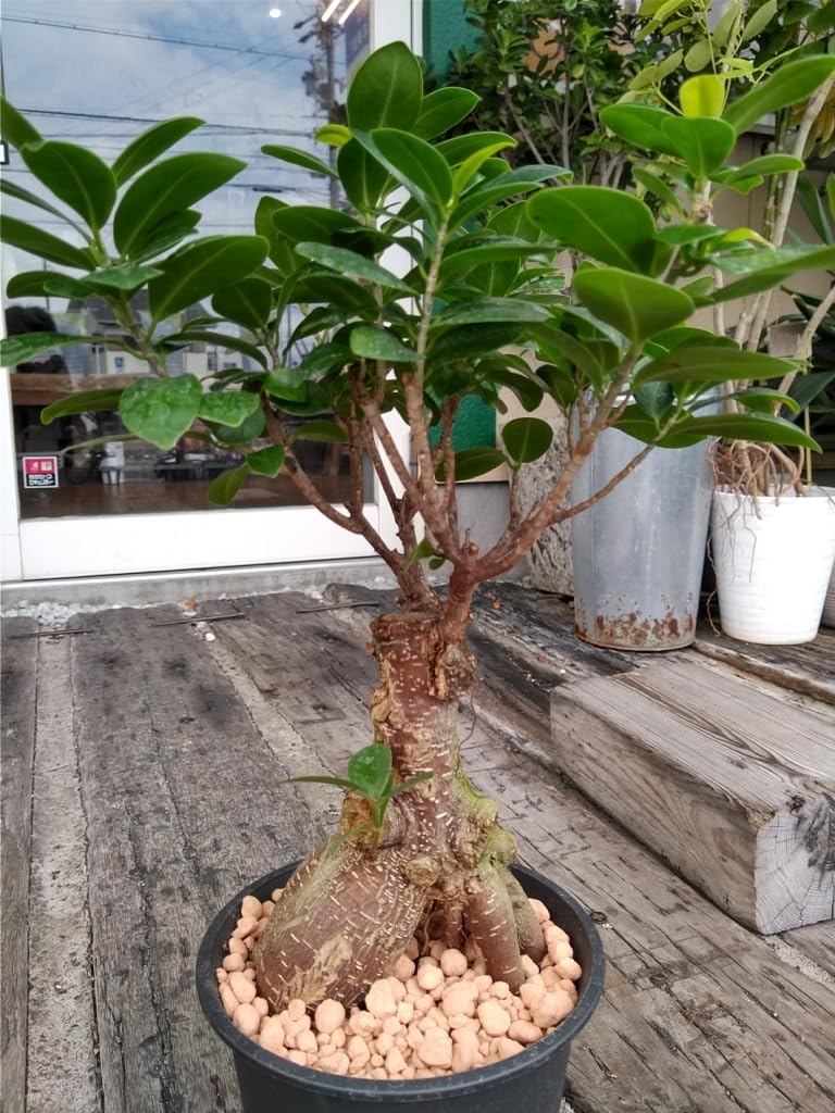 Amazon.co.jp: 精霊の宿る木ガジュマル＊Ficus microcarpa＊多幸の木