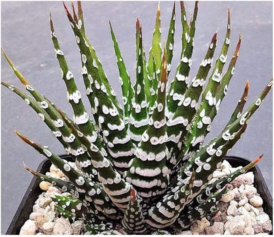 Haworthia attenuata Zebra Cactus 3 Seeds Patio, Lawn