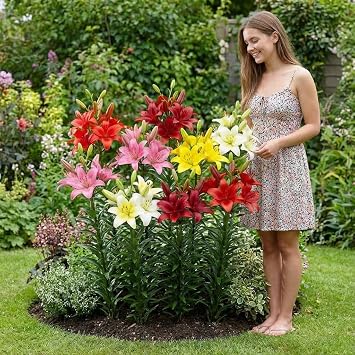 Hardy Perennial Lily Bulbs - Matrix Garden Lily Collection - 15 Bulbs - Mix of 5 Varieties 3 of Each Colour Flower Bulbs Mix from Holland (no Seeds)