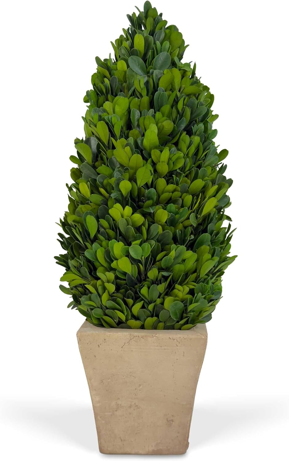 Shine Company Real Preserved Cone-Shaped Boxwood Topiary in Terracotta Pot (12" Tall/4" Wide)