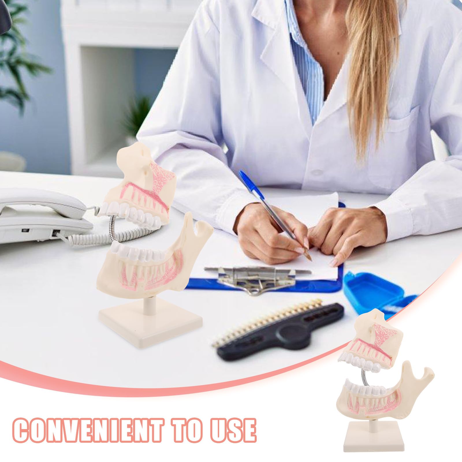 Modello di Denti in Plastica per Studi Dentistici Simulazione Realistica per Formazione e Insegnamento Modello di Studio Clinico per Scuole di Odontoiatria