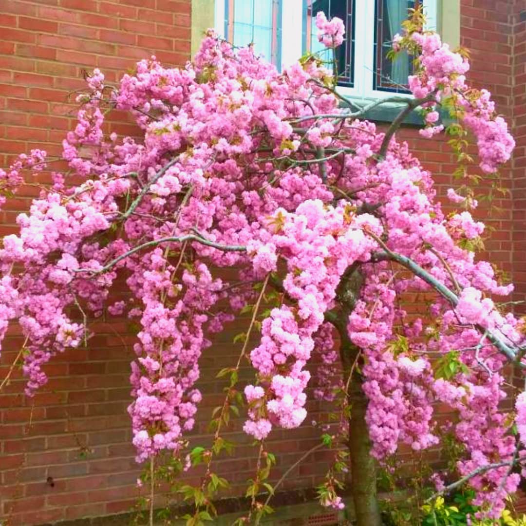 Weeping Cherry Blossom Seed Japanese Flowering Cherry Blossom Dwarf