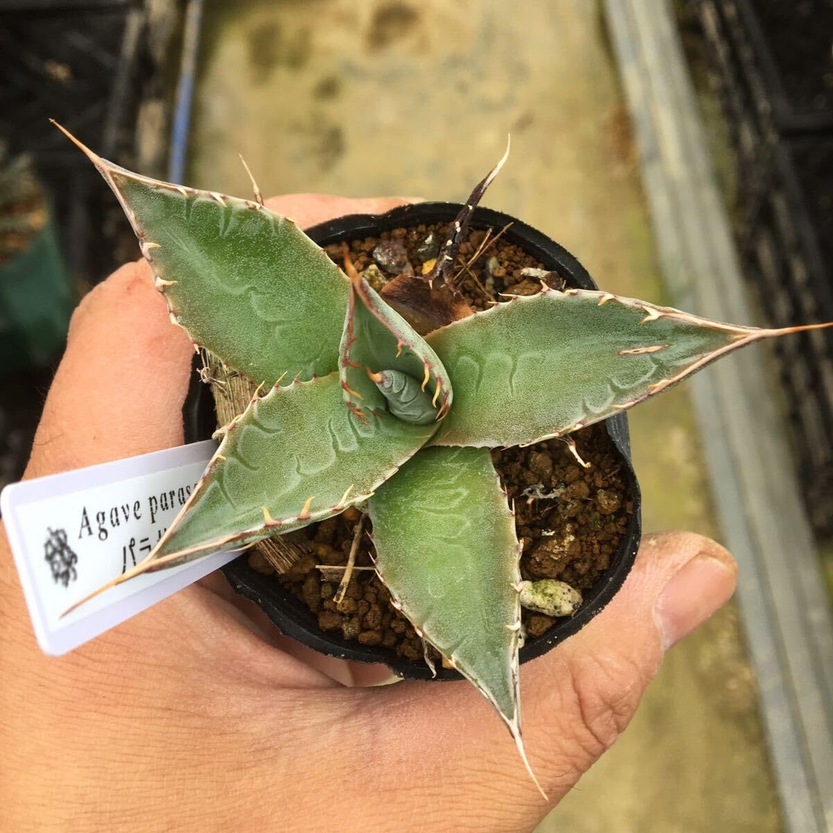 Amazon.co.jp: 多肉植物 アガベ パラサナ 実生苗3 第四種郵便 : ホビー