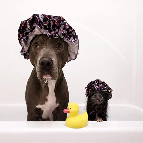 Miniatura 2 de Champú blanqueador totalmente natural y aceite de coco con aroma a cereza orgánica para cerdos, perros, animales pequeños