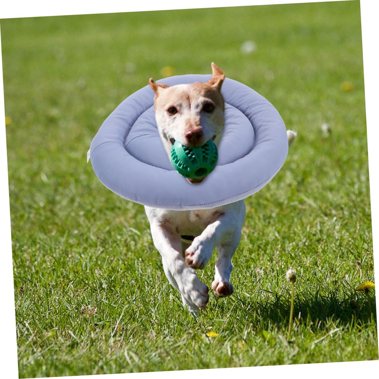 Toyvian Collare Elisabettiano per Cani e Gatti Cono Morbido per Recupero Post-operatorio Design Traspirante per Animali Domestici Regolabile